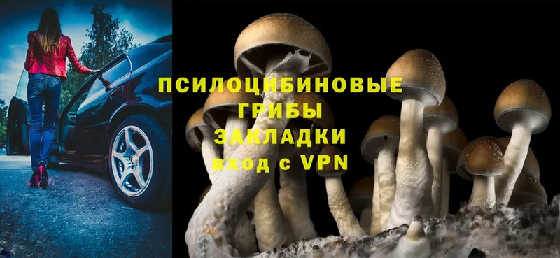 Псилоцибиновые грибы Cubensis  Ардатов 